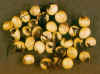 seedcolor.jpg (18693 bytes)