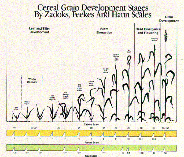 Wheat Growth Chart